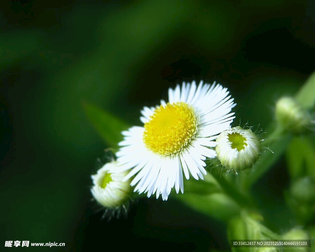 洋甘菊