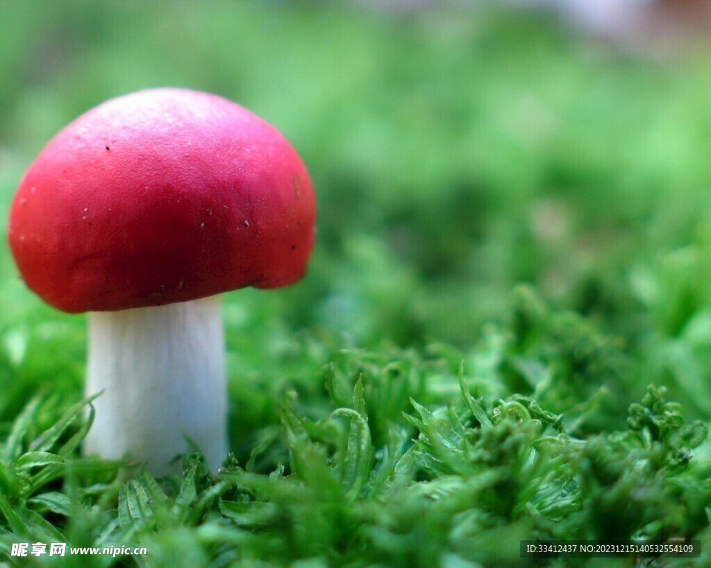 蘑菇