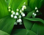 铃兰花