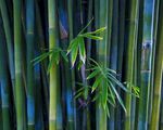 竹林