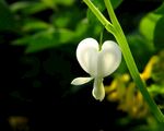 铃兰花
