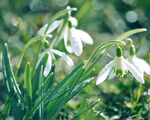 铃兰花