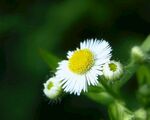 洋甘菊