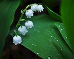 铃兰花