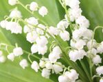 铃兰花