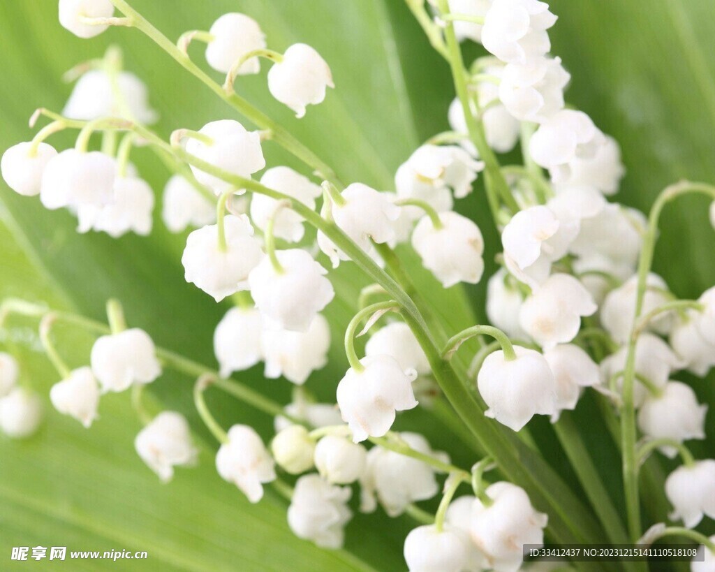 铃兰花