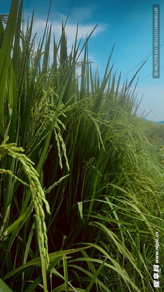 蓝天 水稻