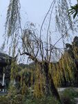 秋天的 柳树  