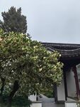 树 