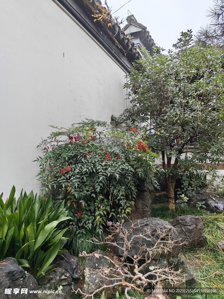 树  