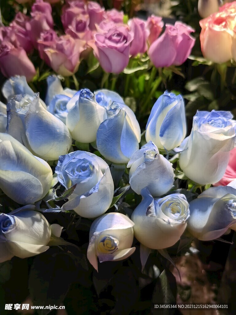玫瑰 