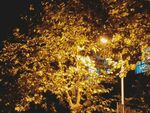 夜晚秋