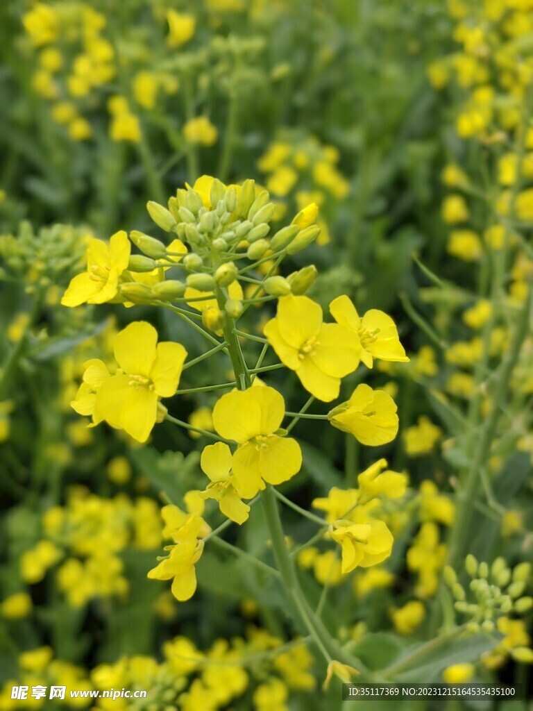 油菜花