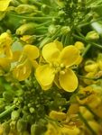 青菜花