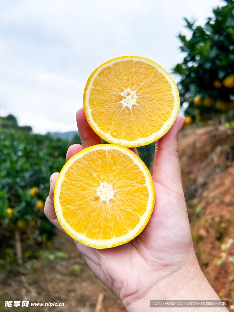 新鲜脐橙