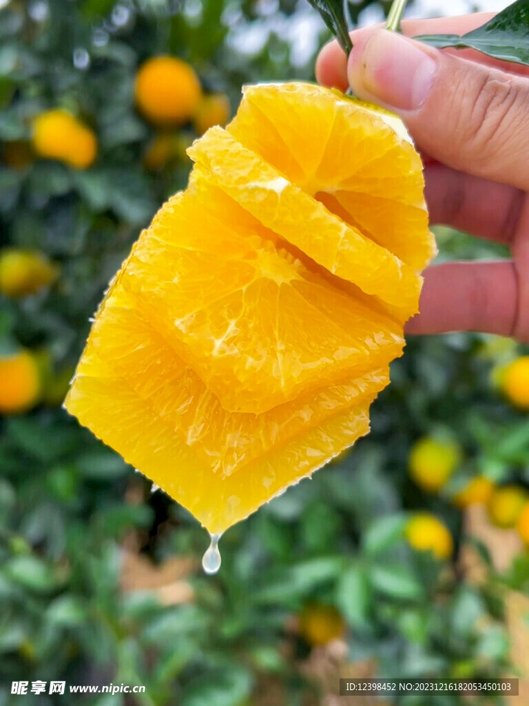新鲜脐橙