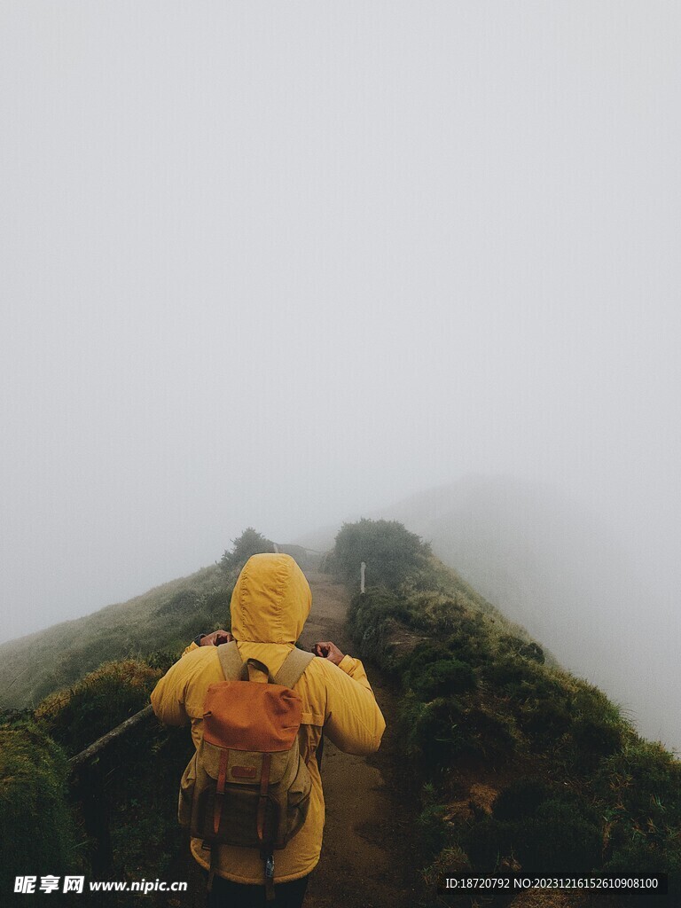 云雾森林图片