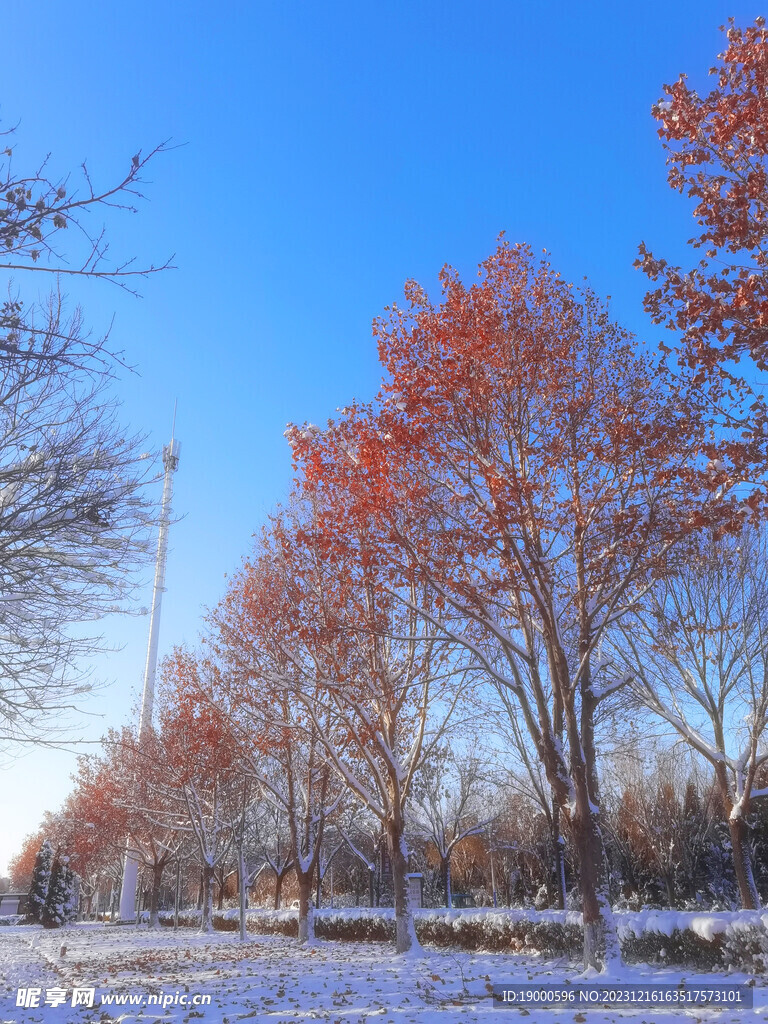 雪天照片