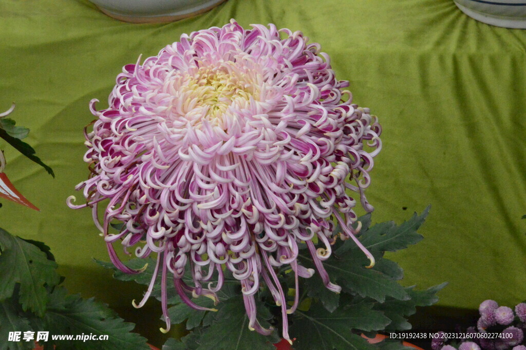 菊花 