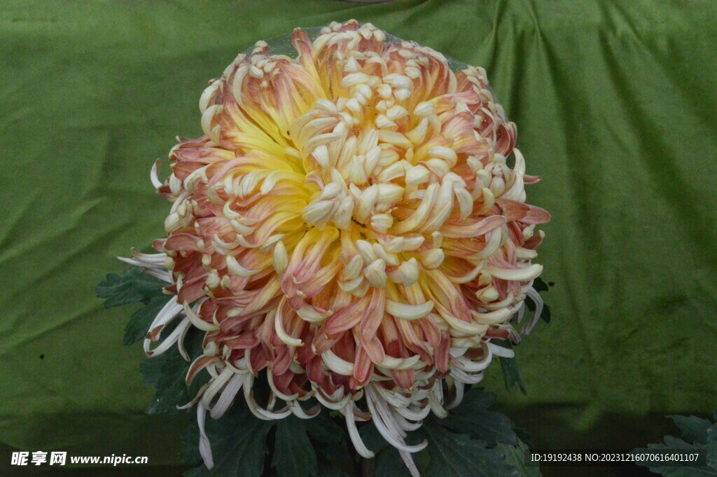菊花