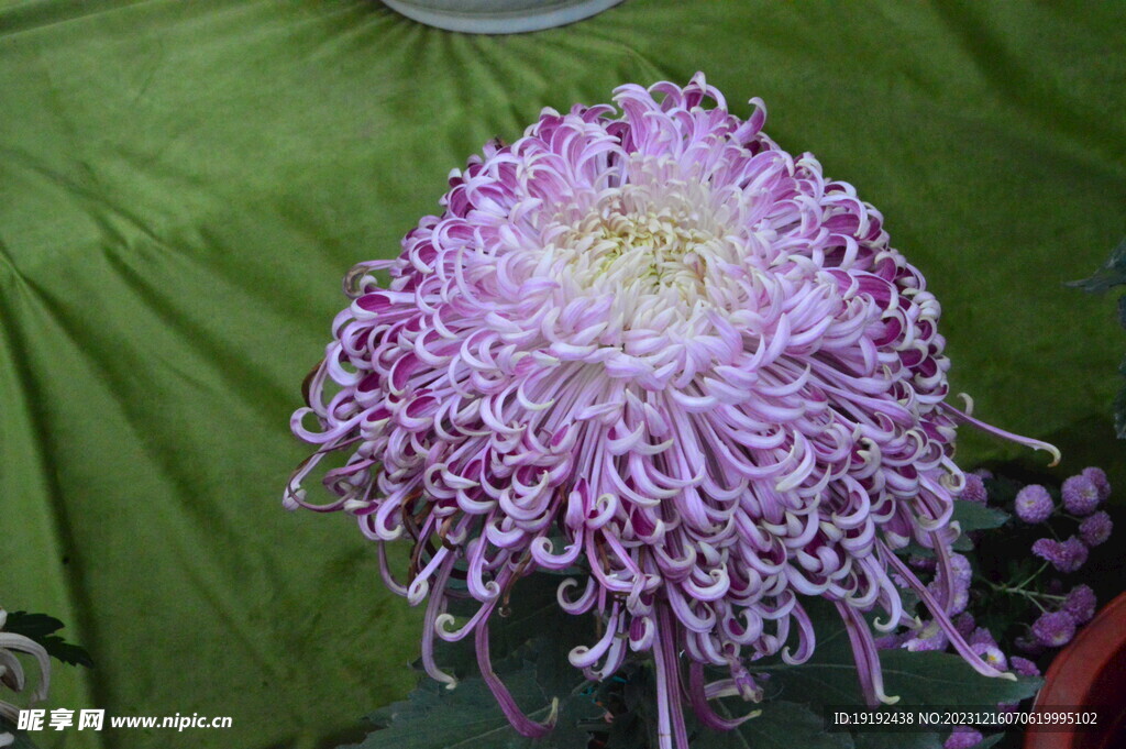 菊花