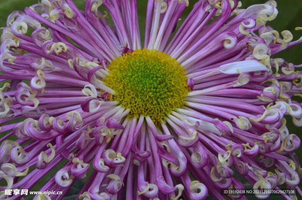 菊花