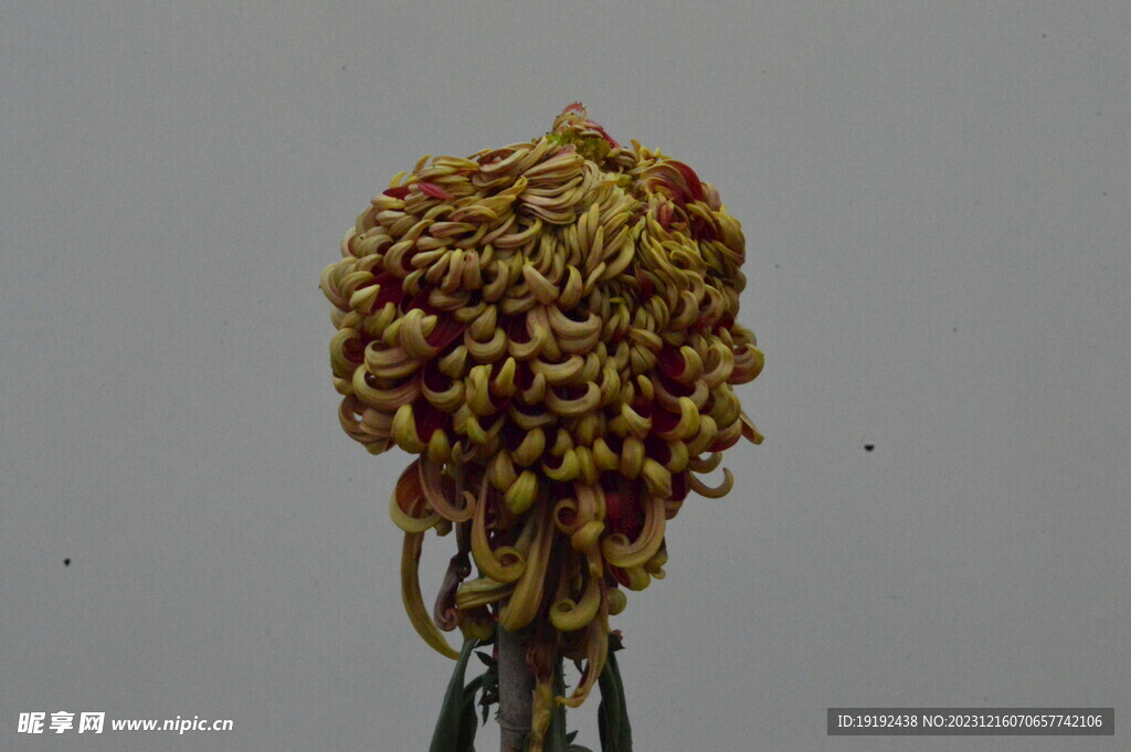 菊花
