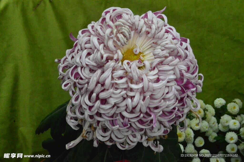 菊花