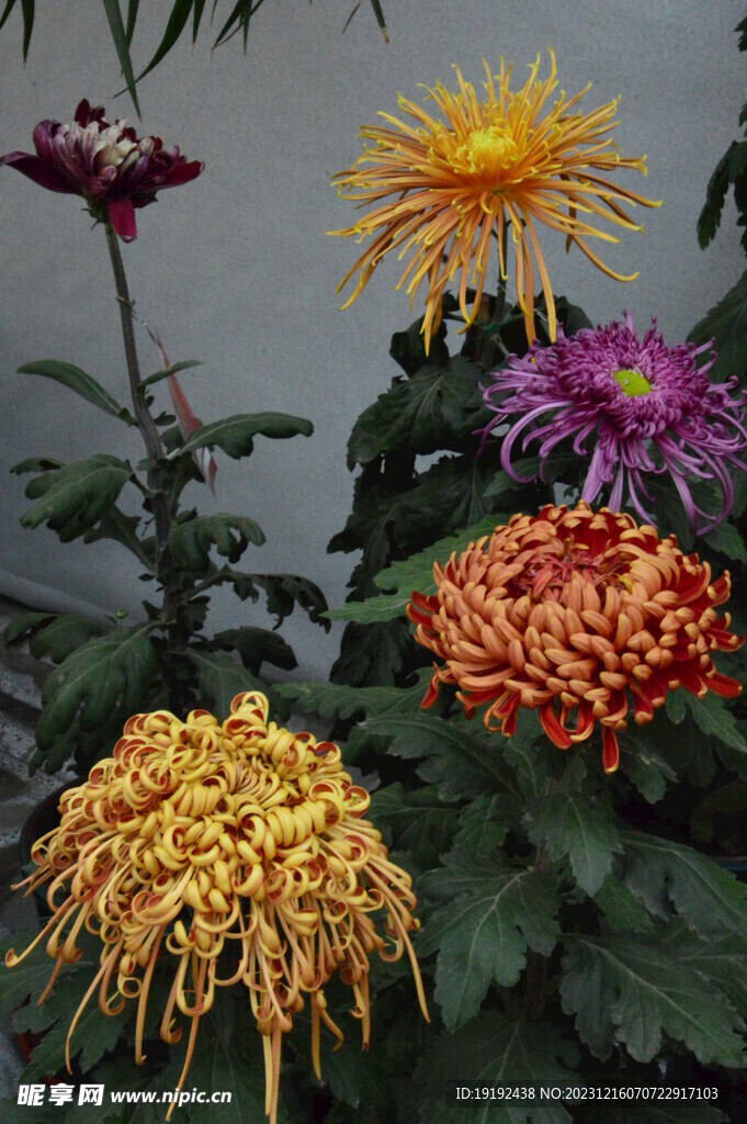 菊花 