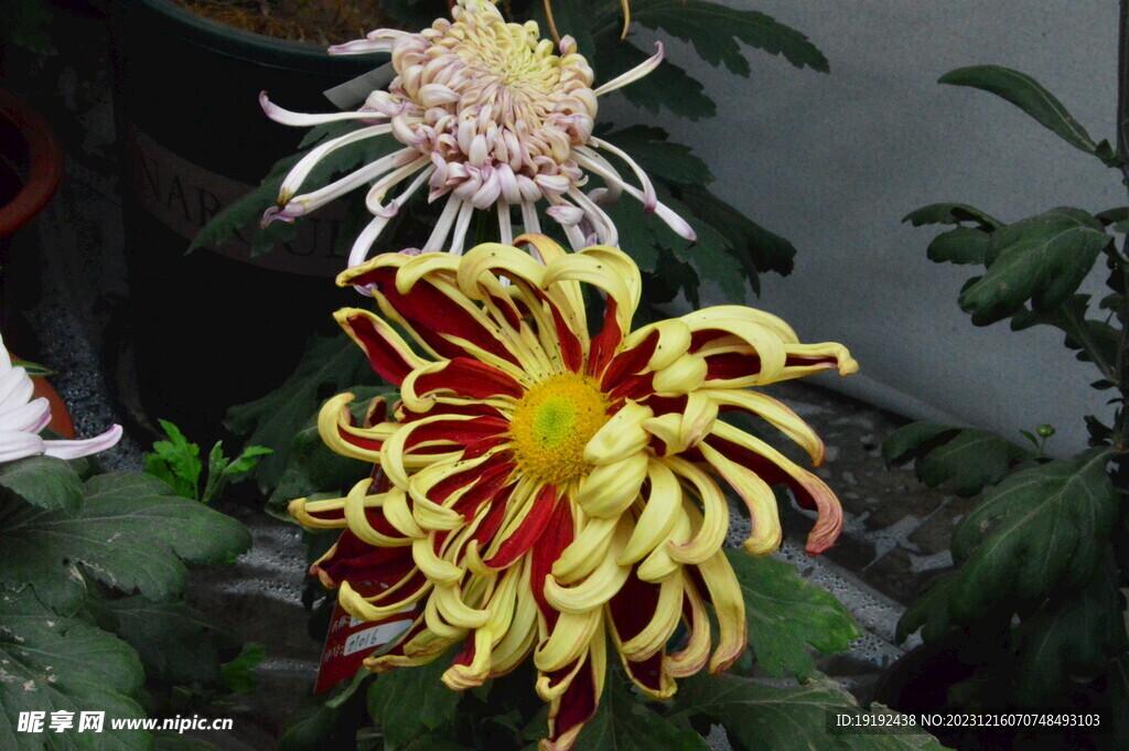 菊花