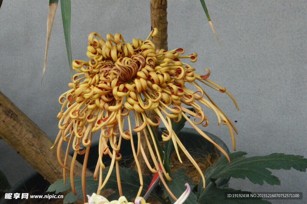 菊花