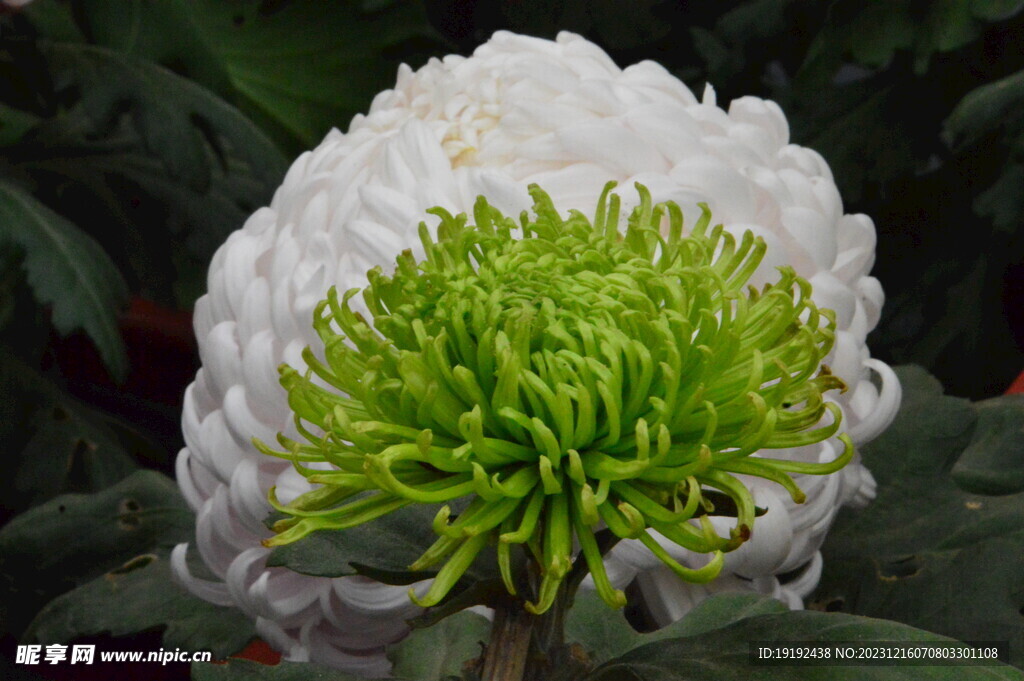 菊花