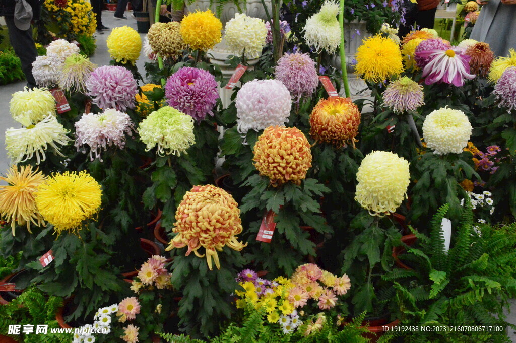 菊花