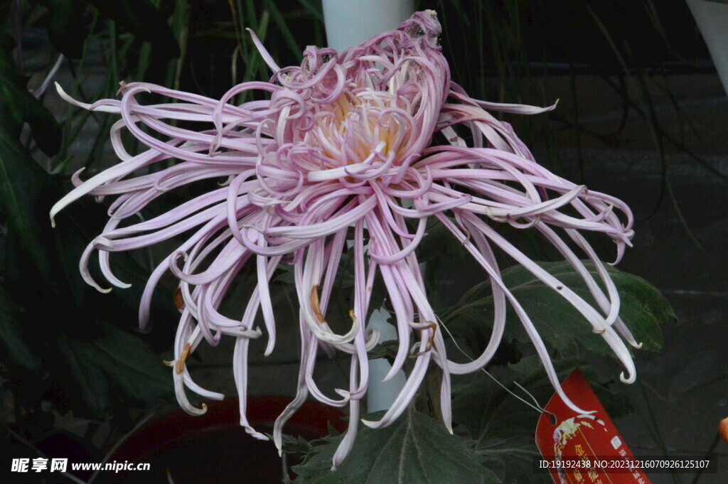 菊花
