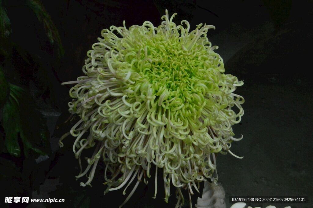 菊花