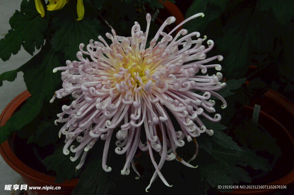 菊花 