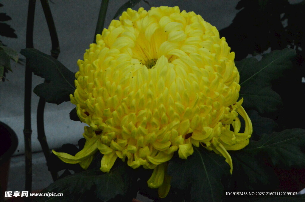 菊花 