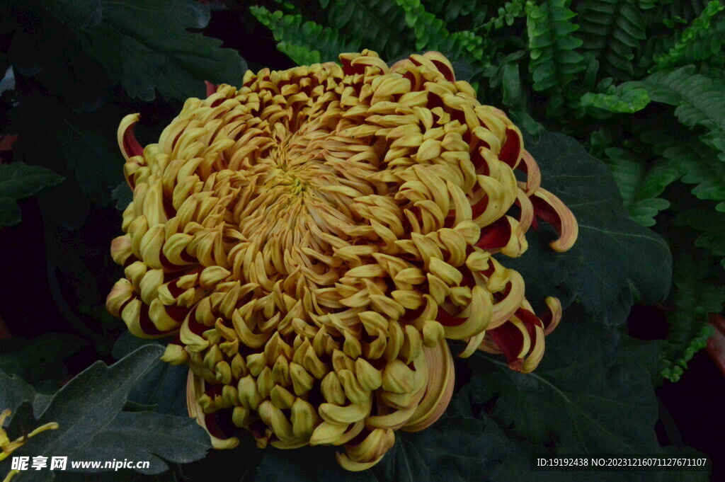 菊花 