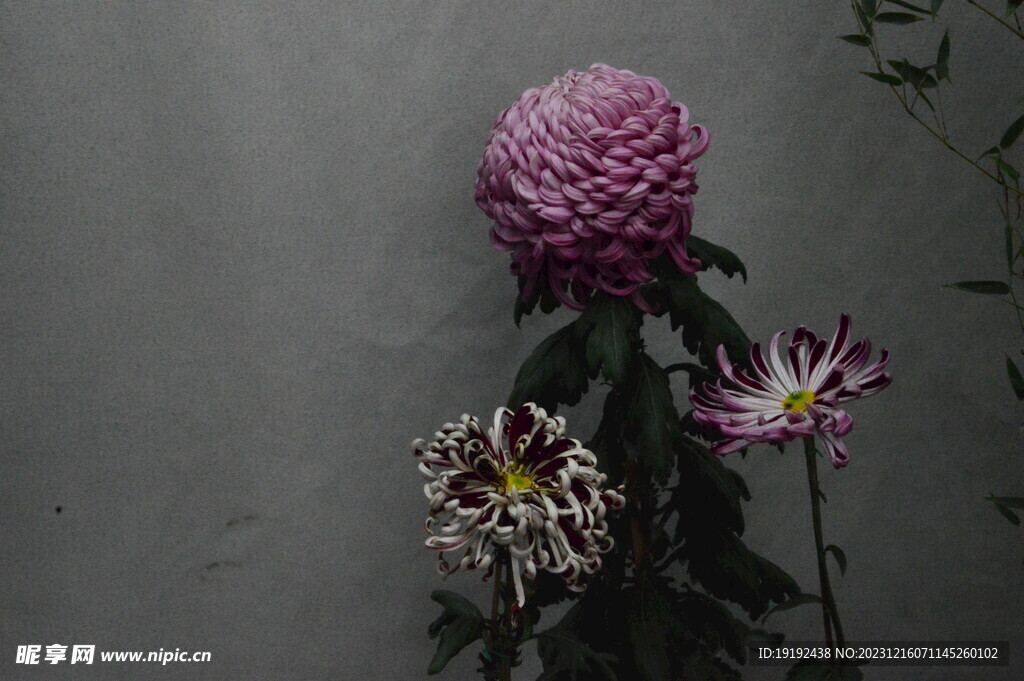 菊花