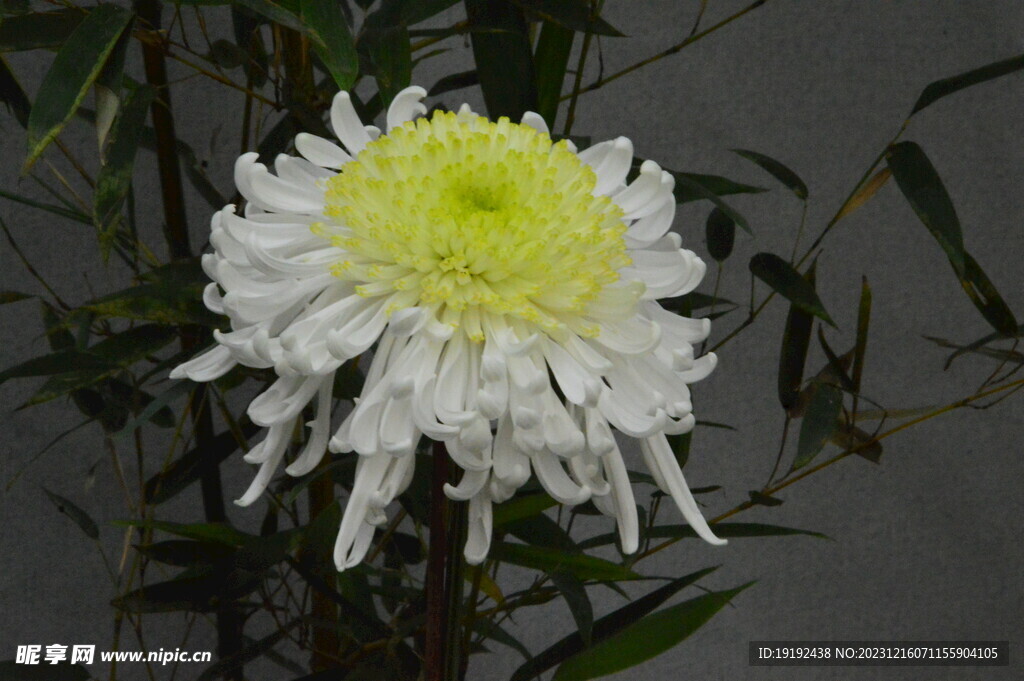 菊花