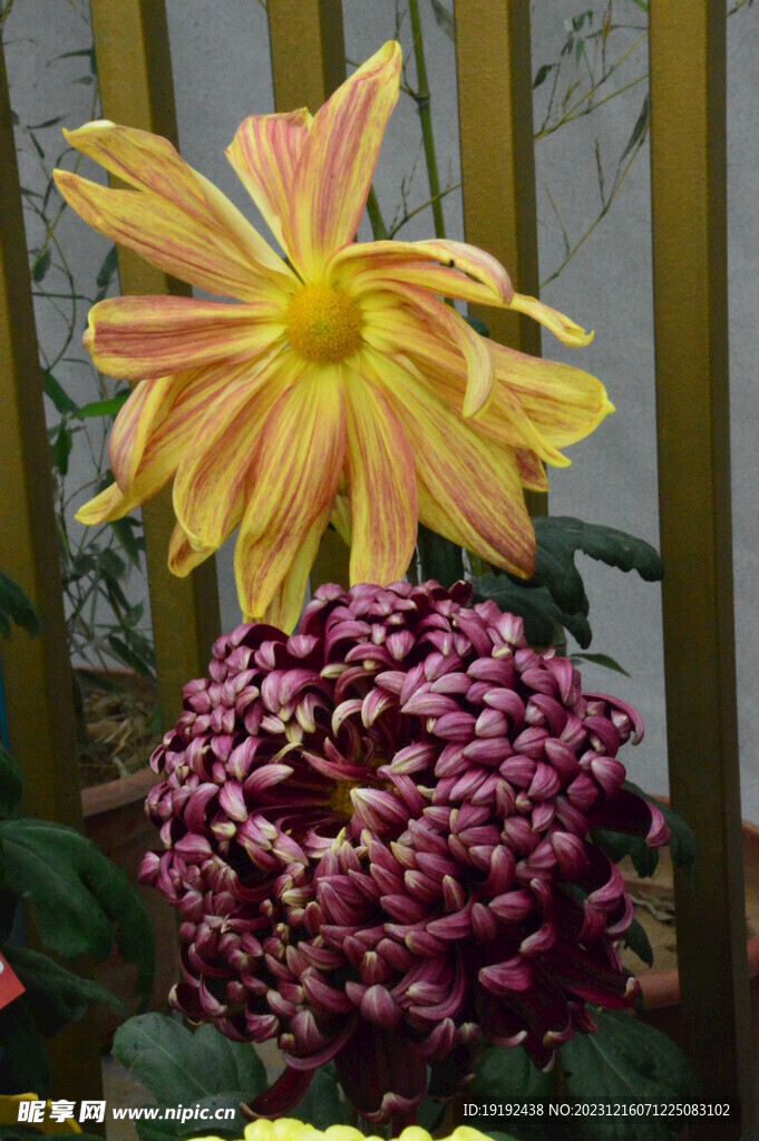 菊花