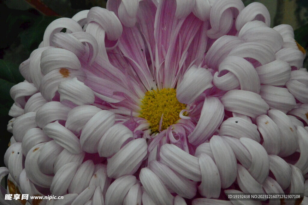 菊花