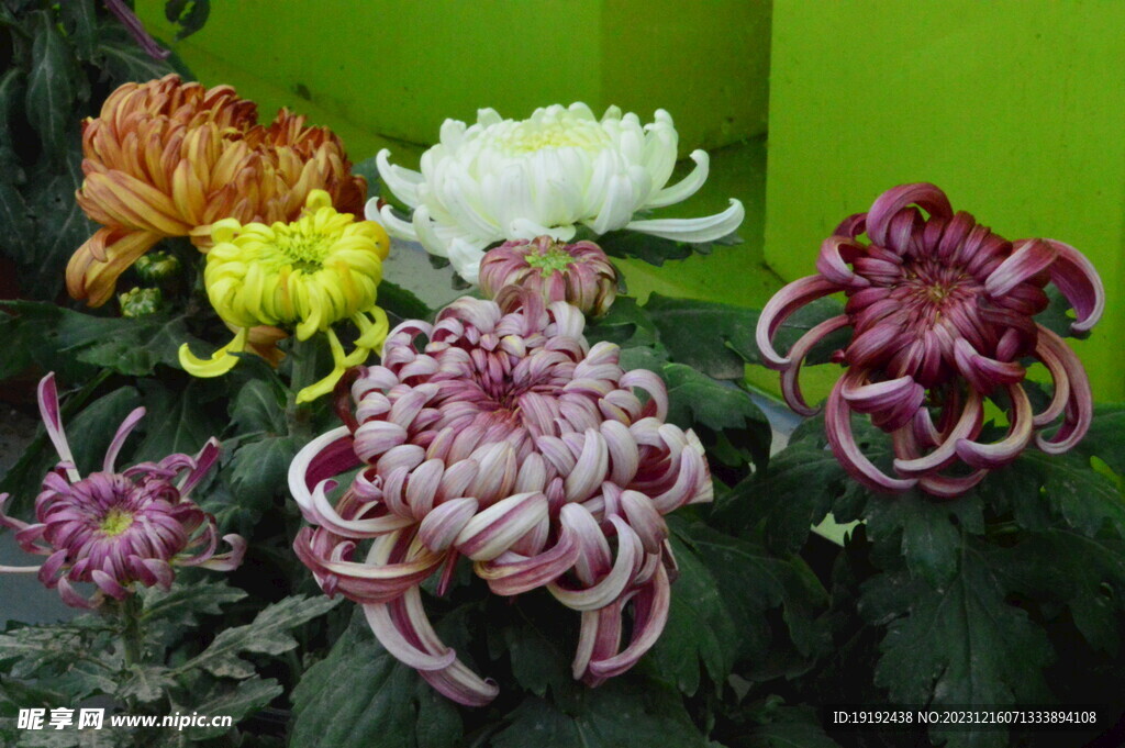 菊花 
