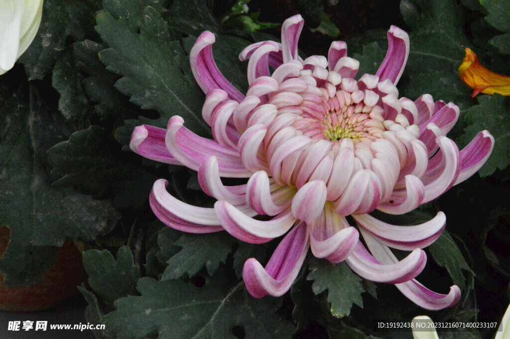 菊花
