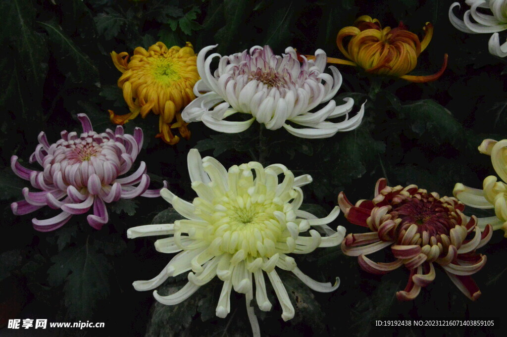 菊花