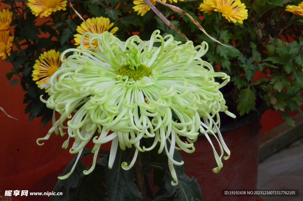 菊花 
