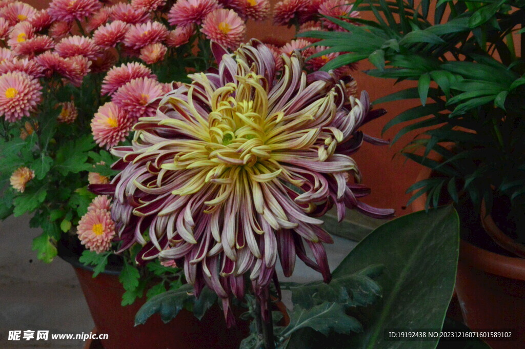 菊花