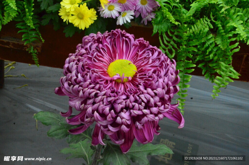 菊花 