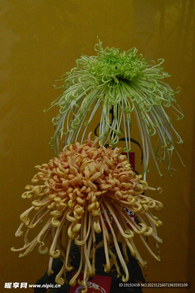 菊花 