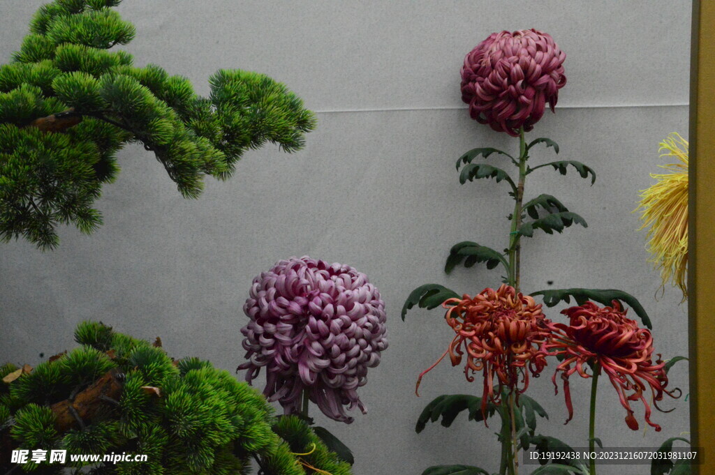 菊花 
